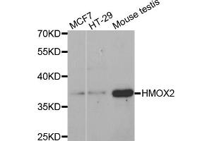 Western blot analysis of extracts of various cell lines, using HMOX2 antibody (ABIN5971461) at 1:400 dilution. (HMOX2 抗体)