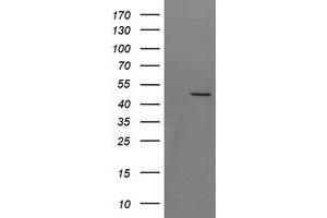 Image no. 1 for anti-Synaptotagmin IV (SYT4) antibody (ABIN1501277) (SYT4 抗体)