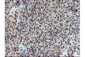 Image no. 2 for anti-SUMO1/sentrin/SMT3 Specific Peptidase 2 (SENP2) (AA 139-523) antibody (ABIN1490931) (SENP2 抗体  (AA 139-523))