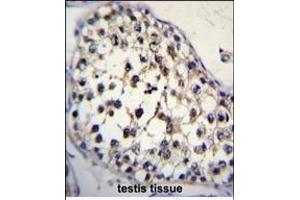 FUT8 Antibody (Center) (ABIN2802043 and ABIN2844707) immunohistochemistry analysis in formalin fixed and paraffin embedded human testis tissue followed by peroxidase conjugation of the secondary antibody and DAB staining. (FUT8 抗体  (AA 329-357))
