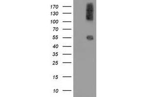 Western Blotting (WB) image for anti-Calcium Binding and Coiled-Coil Domain 2 (CALCOCO2) antibody (ABIN1497078) (CALCOCO2 抗体)
