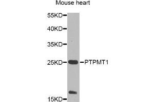 Western blot analysis of extracts of mouse heart, using PTPMT1 Antibody (ABIN5995759) at 1/1000 dilution. (PTPMT1 抗体)