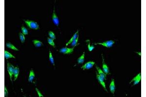 Immunofluorescent analysis of Hela cells using ABIN7142915 at dilution of 1:100 and Alexa Fluor 488-congugated AffiniPure Goat Anti-Rabbit IgG(H+L) (AKAP9 抗体  (AA 71-191))