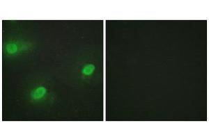 Immunofluorescence (IF) image for anti-Cleavage Stimulation Factor, 3' Pre-RNA, Subunit 2, 64kDa (CSTF2) (N-Term) antibody (ABIN1849326) (CSTF2 抗体  (N-Term))