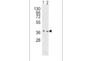 Western blot analysis of OGG1 Antibody (C-term) (ABIN390918 and ABIN2841121) in Hela(lane 1), NIH-3T3(lane 2) cell line lysates (35 μg/lane). (OGG1 抗体  (C-Term))