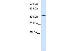 WB Suggested Anti-HMG20B Antibody Titration:  0. (HMG20B 抗体  (N-Term))