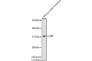 Western blot analysis of extracts of Mouse small intestine, using GIP antibody (ABIN6130966, ABIN6141091, ABIN6141092 and ABIN6221825) at 1:500 dilution. (GIP 抗体  (AA 22-153))