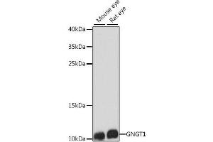 Western blot analysis of extracts of various cell lines using GNGT1 Polyclonal Antibody at dilution of 1:1000. (GNGT1 抗体)
