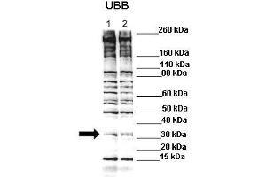 Lanes : Lane 1: C2C12 lysate Lane 2: C2C12 lysate with 1uM MG132  Primary Antibody Dilution :  1:500   Secondary Antibody : Anti-rabbit-HRP  Secondary Antibody Dilution :  1:3000  Gene Name : Ubb  Submitted by : Anonymous (Ubiquitin B 抗体  (N-Term))