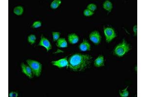 Immunofluorescent analysis of MCF-7 cells using ABIN7165150 at dilution of 1:100 and Alexa Fluor 488-congugated AffiniPure Goat Anti-Rabbit IgG(H+L) (BUD31 抗体  (AA 1-144))