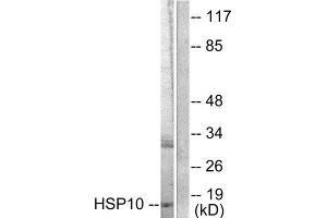 Western Blotting (WB) image for anti-Heat Shock 10kDa Protein 1 (Chaperonin 10) (HSPE1) (Internal Region) antibody (ABIN1848609) (HSPE1 抗体  (Internal Region))