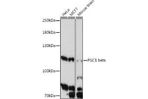 Western blot analysis of extracts of various cell line, using PGC1 beta antibody (ABIN7269253) at 1:1000 dilution. (PPARGC1B 抗体  (AA 850-950))