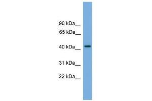 WB Suggested Anti-PALM Antibody Titration: 0. (Paralemmin 抗体  (N-Term))