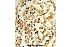 Formalin-fixed and paraffin-embedded human testis tissue reacted with TBX1 Antibody (C-term), which was peroxidase-conjugated to the secondary antibody, followed by DAB staining. (T-Box 1 抗体  (C-Term))