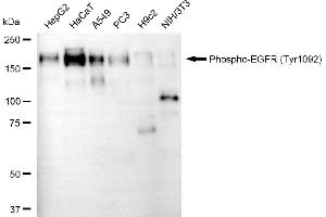 Western blotting analysis using phospho-EGFR (Tyr) antibody (ABIN7798465). (Recombinant EGFR 抗体  (pTyr1068))