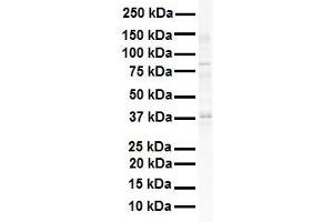 Western Blotting (WB) image for anti-Sirtuin 4 (SIRT4) (Middle Region) antibody (ABIN2779654)