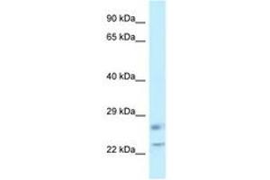 Image no. 1 for anti-RAS-Like, Family 11, Member B (RASL11B) (C-Term) antibody (ABIN6747748) (RASL11B 抗体  (C-Term))