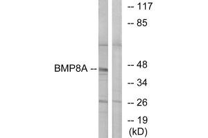 Western Blotting (WB) image for anti-Bone Morphogenetic Protein 8A (BMP8A) (C-Term) antibody (ABIN1850928) (BMP8A 抗体  (C-Term))