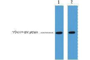 Western Blotting (WB) image for anti-VSV-G Epitope Tag antibody (ABIN3178559) (VSV-g Tag 抗体)