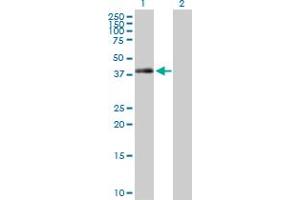 Western Blot analysis of TRIB2 expression in transfected 293T cell line by TRIB2 MaxPab polyclonal antibody. (TRIB2 抗体  (AA 1-343))