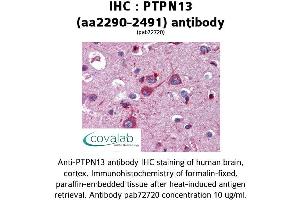 Image no. 1 for anti-Protein tyrosine Phosphatase, Non-Receptor Type 13 (APO-1/CD95 (Fas)-Associated Phosphatase) (PTPN13) (AA 2290-2491) antibody (ABIN2852377) (PTPN13 抗体  (AA 2290-2491))