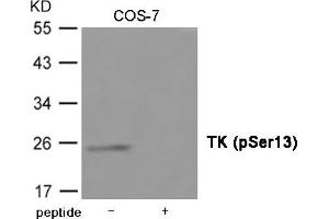 Western blot analysis of extracts from COS-7 cells using TK (Phospho-Ser13) Antibody. (TK1 抗体  (pSer13))