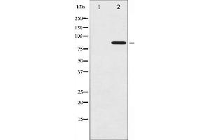 Western blot analysis of Cortactin phosphorylation expression in COS7 whole cell lysates,The lane on the left is treated with the antigen-specific peptide. (Cortactin 抗体  (pTyr466))
