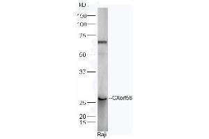 Human Raji cell lysates probed with Rabbit Anti-CXorf56 Polyclonal Antibody, Unconjugated  at 1:5000 for 90 min at 37˚C. (CXorf56 抗体  (AA 120-170))