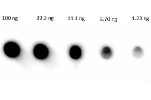 Dot Blot (DB) image for Goat anti-Human IgG (Heavy & Light Chain) antibody (HRP) (ABIN101517)