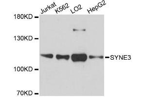 Western blot analysis of extracts of various cell lines, using SYNE3 antibody. (Nesprin3 抗体  (AA 740-920))