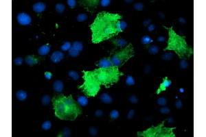 Anti-EPN2 mouse monoclonal antibody (ABIN2455558) immunofluorescent staining of COS7 cells transiently transfected by pCMV6-ENTRY EPN2 (RC213652). (Epsin 2 抗体)