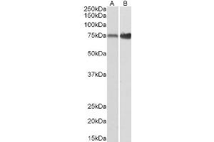 ABIN5933354 (0. (XPNPEP1 抗体)