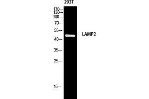 Western Blot (WB) analysis of 293T using LAMP2 antibody.