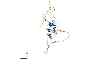 AlphaFold protein structure predicition of Mouse Recombinant Hey2 Protein, UniprotID Q9QUS4