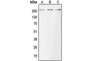 Western blot analysis of MUC6 expression in HEK293T (A), Raw264. (MUC6 抗体  (Center))