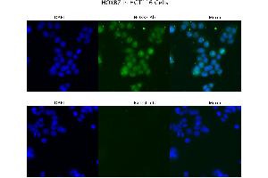 Sample Type : HCT116  Primary Antibody Dilution: 4 ug/ml  Secondary Antibody : Anti-rabbit Alexa 546  Secondary Antibody Dilution: 2 ug/ml  Gene Name : HOXB7 (HOXB7 抗体  (C-Term))