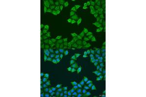 Immunofluorescence (IF) image for anti-ATP Synthase, H+ Transporting, Mitochondrial F0 Complex, Subunit F6 (ATP5J) (AA 1-108) antibody (ABIN1678787)