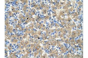 MARVELD3 antibody was used for immunohistochemistry at a concentration of 4-8 ug/ml. (MARVELD3 抗体  (Middle Region))