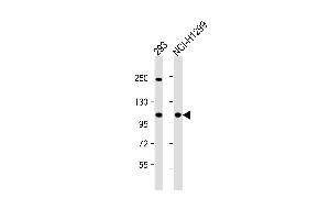 All lanes : Anti-CTDP1 Antibody (N-term) at 1:1000 dilution Lane 1: 293 whole cell lysate Lane 2: NCI- whole cell lysate Lysates/proteins at 20 μg per lane. (CTDP1 抗体  (N-Term))