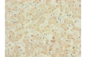 Immunohistochemistry of paraffin-embedded human liver tissue using ABIN7160690 at dilution of 1:100 (PIGL 抗体  (AA 23-252))