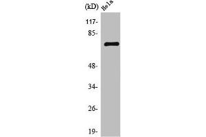anti-BRF1, RNA polymerase III transcription initiation factor subunit (BRF1) (Internal Region) antibody