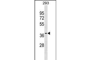 GGPS1 Antibody (Center) (ABIN1537956 and ABIN2848498) western blot analysis in 293 cell line lysates (35 μg/lane). (GGPS1 抗体  (AA 174-202))