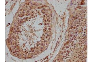 IHC image of ABIN7139940 diluted at 1:500 and staining in paraffin-embedded human testis tissue performed on a Leica BondTM system. (NPFFR2 抗体  (AA 23-43))