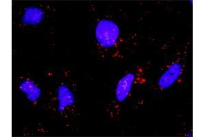 Proximity Ligation Assay (PLA) image for anti-Inhibitor of kappa Light Polypeptide Gene Enhancer in B-Cells, Kinase beta (IKBKB) (AA 3-120) antibody (ABIN516986)