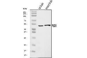 Western blot analysis of PLD3 using anti-PLD3 antibody (ABIN7599439).