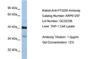 Western Blotting (WB) image for anti-Prostaglandin D2 Receptor (PTGDR) (C-Term) antibody (ABIN2788758) (PTGDR 抗体  (C-Term))