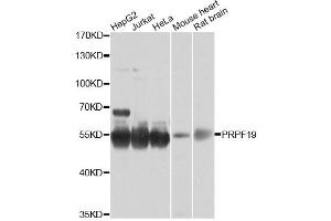 Western blot analysis of extracts of various cell lines, using PRPF19 antibody (ABIN6293423) at 1:1000 dilution. (PRP19 抗体)