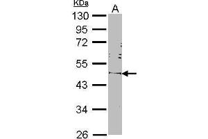 WB Image Sample (30 ug of whole cell lysate) A: NIH-3T3 10% SDS PAGE OCT3/4 antibody antibody diluted at 1:1000 (OCT4 抗体)