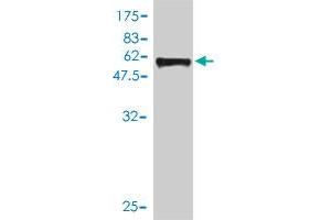 Western Blotting (WB) image for anti-SIX Homeobox 2 (SIX2) (AA 1-291) antibody (ABIN564682)