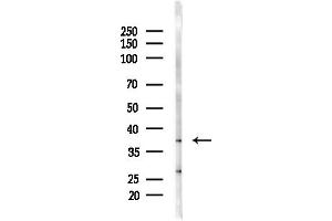 Western blot analysis of lysates from Mouse brain, using PINX1 Antibody at 1/1000 dilution.